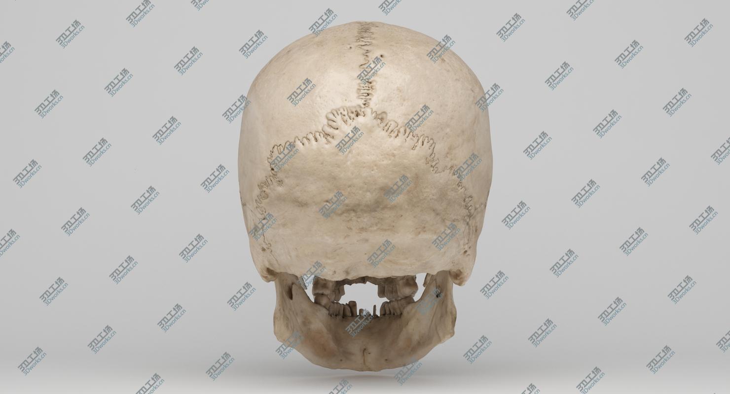 images/goods_img/20210313/Real Human Skull 3D Scan 02/5.jpg